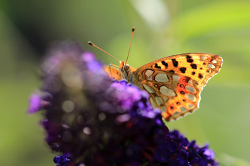 Kleiner Perlmuttfalter