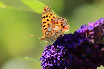 Kleiner Perlmuttfalter