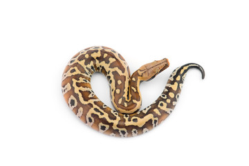Sumatran Short Tail Python isolated on white background
