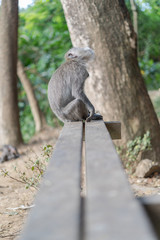 Bali Monkeys at monkey forest