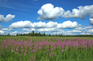 Field of blooming Ivan-tea and blue sky with clouds, Komi Republic, Russia