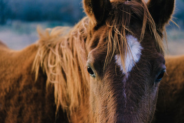 portrait of a horse close up during winter © ccestep8
