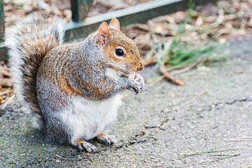 Squirrel eating nut in the park in Bournemouth, Dorset, selective focus