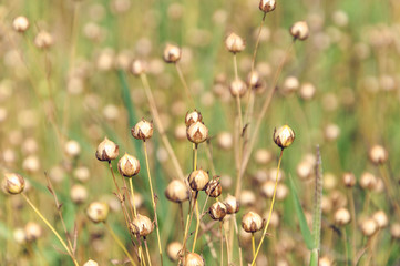 Flaxseed boxes close-up on a summer field.