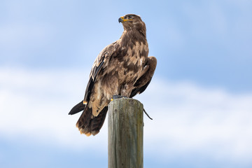 Close up of a hawk perched on a wooden pole and looking sideways, against a blue summer sky with...