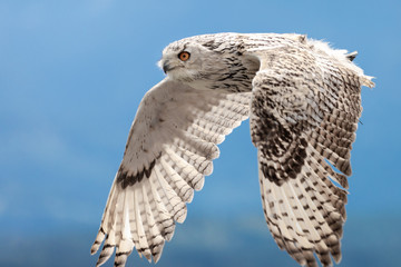 Close up of a white owl flying sideways with its wings spread, againsts a blue sky
