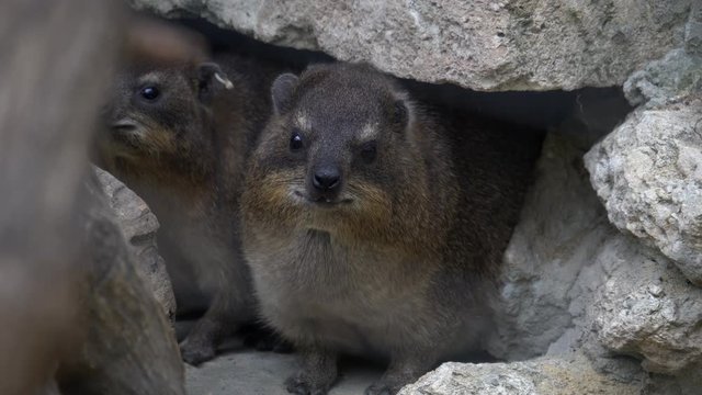 Rock hyrax flock on rock, exotic African animals close up