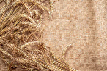 Barley grain. Whole, barley, harvest wheat sprouts. Wheat grain ear or rye spike plant on linen...