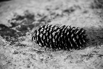 pine cone on a stone