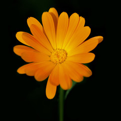 Obraz premium Calendula on black isolated background
