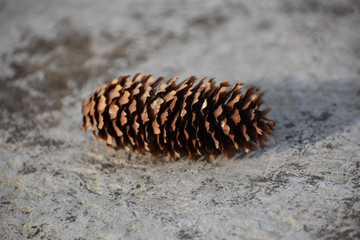pine cone on a stone