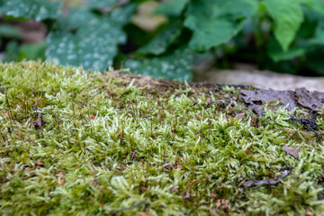old wooden board overgrown with moss