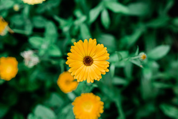 yellow flower in the garden