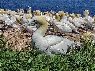 Obraz premium Les fous de Bassan de l'Ile Bonaventure, Percé, Québec, Canada