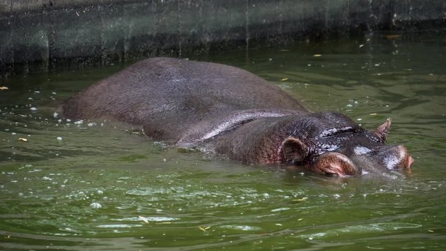 Wild hipopotam swims in water, looking at camera