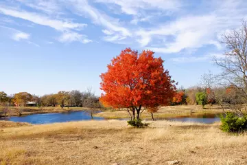 Rugzak Texas autumn landscape with red leaves on tree © ccestep8