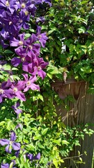 Fototapeta na wymiar purple clematis on the weathered wooden fence. 
