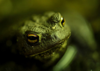 Nahaufnahme Portait einer Erdkröte, Bora Bora.