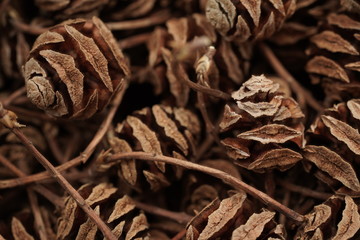 Macro photo background of cones Metasequoia glyptostroboides. View from above.