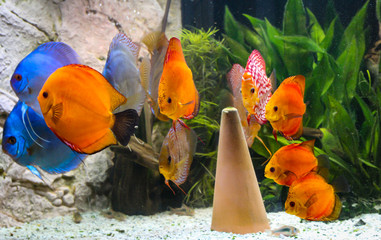Portraits von Diskusfischen im Aquarium.
