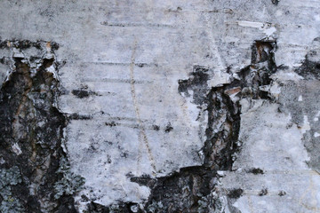 Birch trunk close-up. Birch bark. Abstract background for design