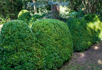 Old Boxwood Buxus sempervirens or European box in landscaped summer garden. Trimmed green boxwood...