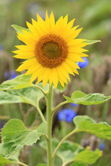 Obraz premium Wildblumenfeld