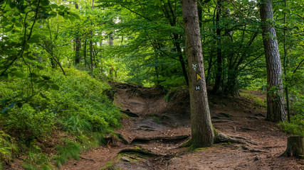 Heidschnuckenweg Lüneburger Heide 