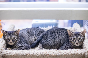 Twin Tabby Kittens or Young Cats On a Cat Tree
