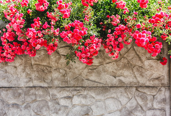 Pink flowers, roses on a stone gray wall,