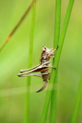 Gewöhnliche Strauchschrecke