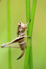 Gewöhnliche Strauchschrecke