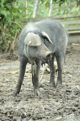 Fototapeta premium CERDITO, MAMA MARRANITA, CRIOS DE CERDO, MAMA CERDA, CON MI MAMITA LA CERDITA, OI OI, PASANDO TIEMPO CON MI MAMI, CRECIENDO CERDITO, MARRANO, PUERCO SUCIO PELUDO, SOY EL MARRANITO, MI PUERCO MUNDO