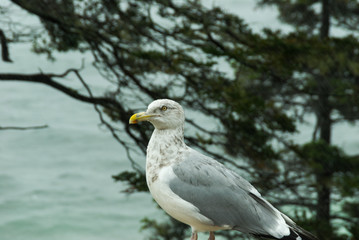 Seagull, Acadia National Park, Maine