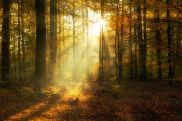 Fototapeta premium Beautiful morning in misty autumn forest