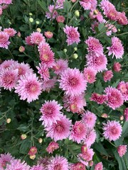 flowers in the garden