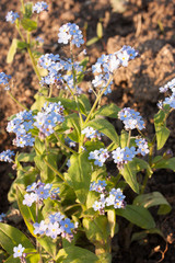 small blue forget-me-not flowers on a background of earth and green leaves