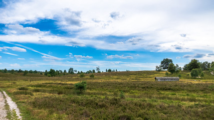 Fototapeta premium Heidschnuckenweg Lüneburger Heide 