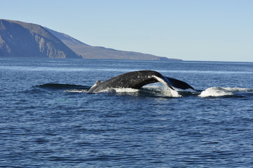 Fototapeta premium Island_Whale Watching 01