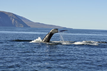 Island_Whale Watching 02