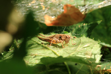 Gewöhnliche Strauchschrecke