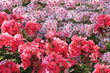 Abstract floral background.Autumn sunny garden and phlox flowers, blurred focus, postcard, mockup for the screen on a computer or smartphone