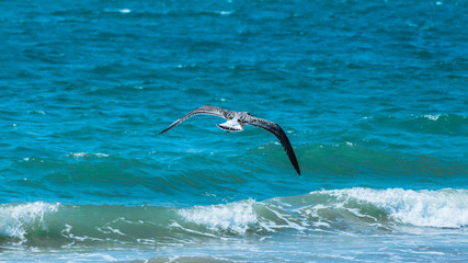 lightly flying seagull above the surface of the azure sea