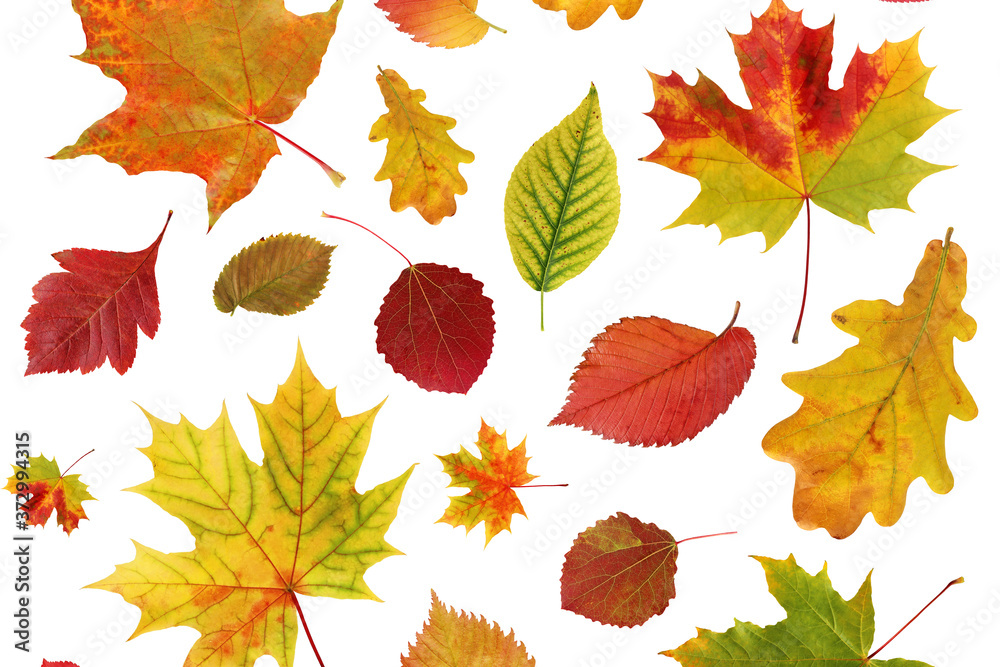 Canvas Prints autumn background with falling leaves on a white background.
