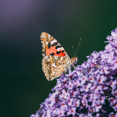 Side view of a beautiful Red admiral butterfly with closed wings on a purple butterfly bush, blurred background, insect photo, macro photography, close-up