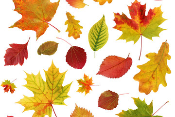 autumn background with falling leaves on a white background.