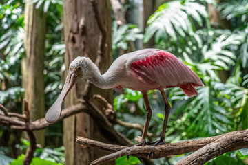 pink flamingo in the zoo