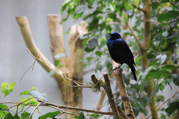 枝に乗るセイキムクドリ