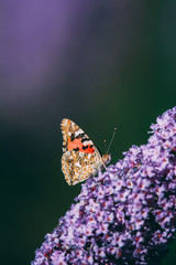 Side view of a beautiful Red admiral butterfly with closed wings on a purple butterfly bush, blurred background, insect photo, macro photography, close-up