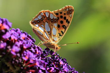 Kleiner Perlmuttfalter